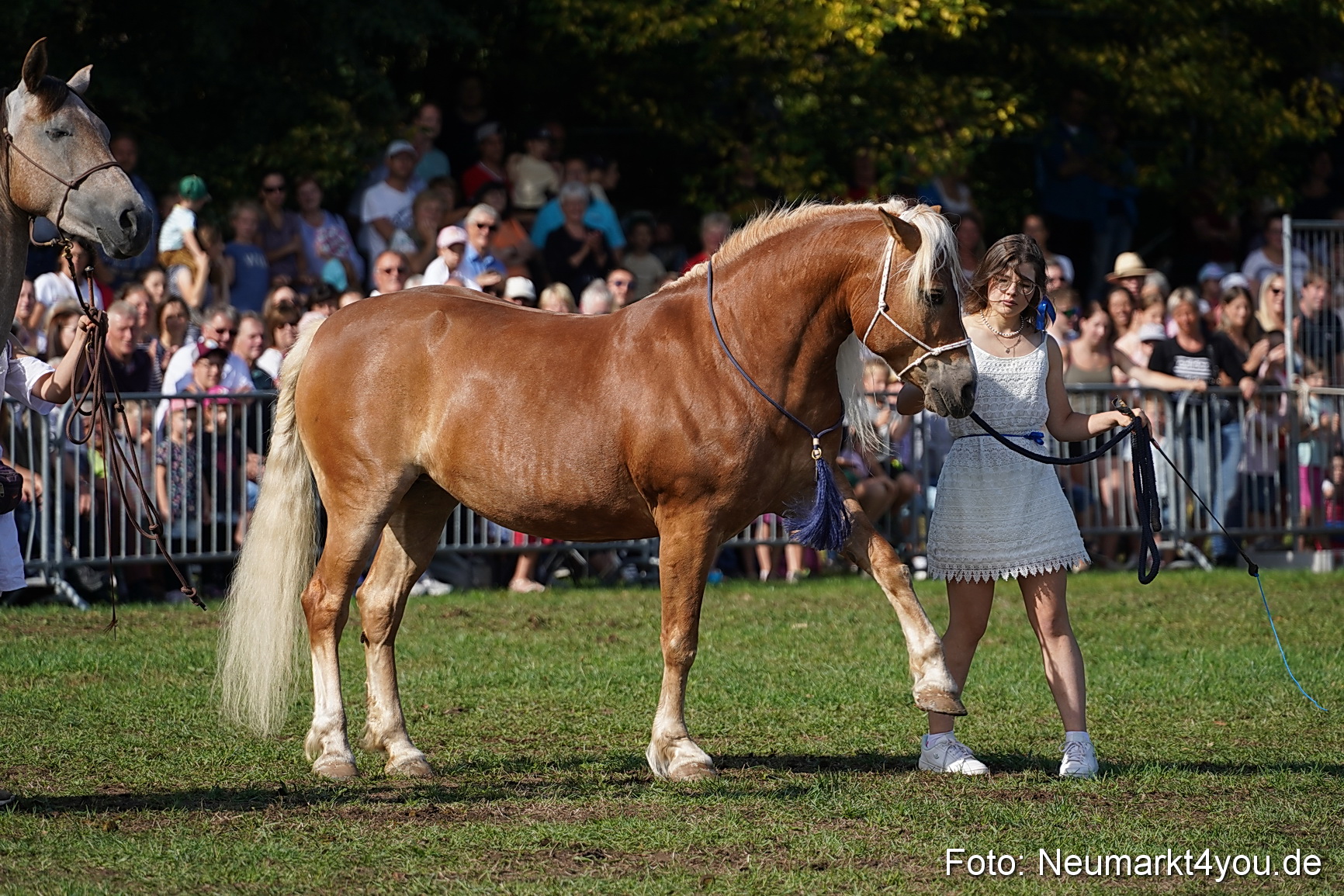 Pferde und Fohlenschau 2022 0143 
